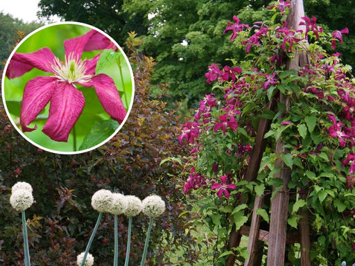 Клематис Мадам Джулия Корревон - Долина роз фото 3