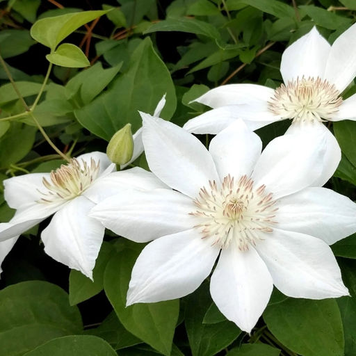 Клематис Миссис Джордж Джекман - Долина роз фото 4