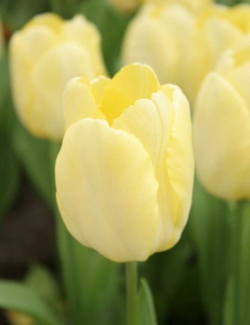 Тюльпан Sunny Prince (Простой ранний) - Голландские луковицы фото 3