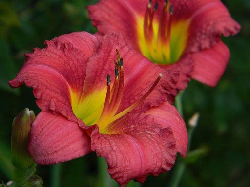 Лилейник Руби Стелла - Долина роз фото 2