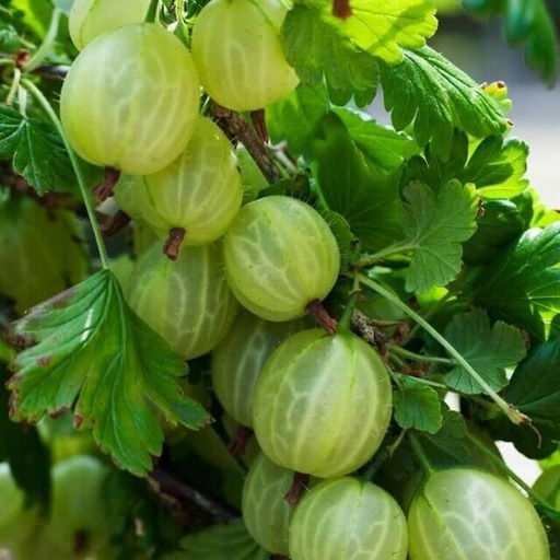 Крыжовник Малахит (коробка) 1шт