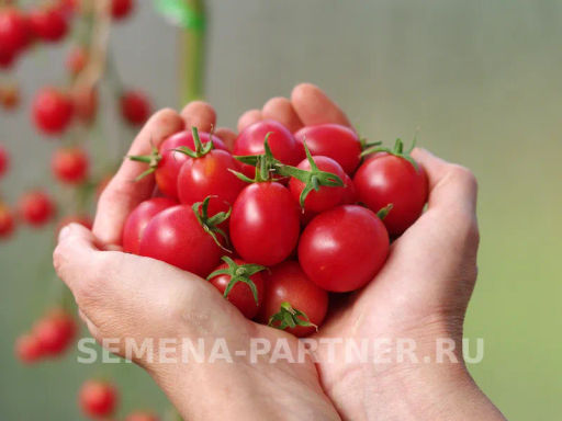 Томат Зимняя Вишня F1