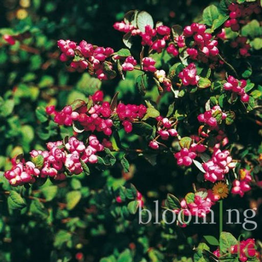 Снежноягодник Дооренбоса Меджик Берри - 7цветов фото 2