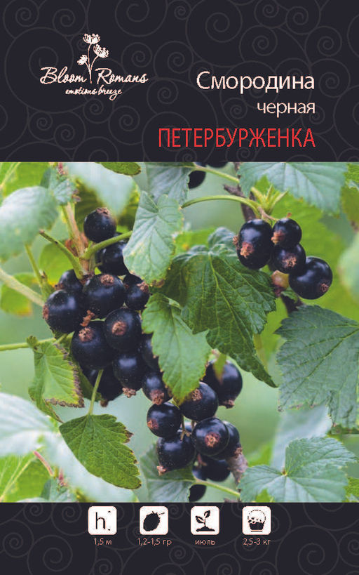Смородина черная Петербурженка
