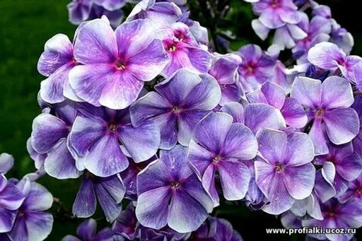 Флокс метельчатый Капитан (С2) - Саженцы Поиск фото 3