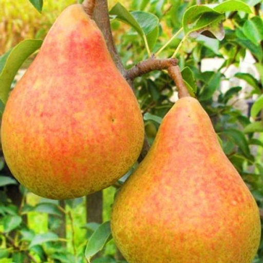 Груша Кафедральная (саженец с этикеткой) 1шт