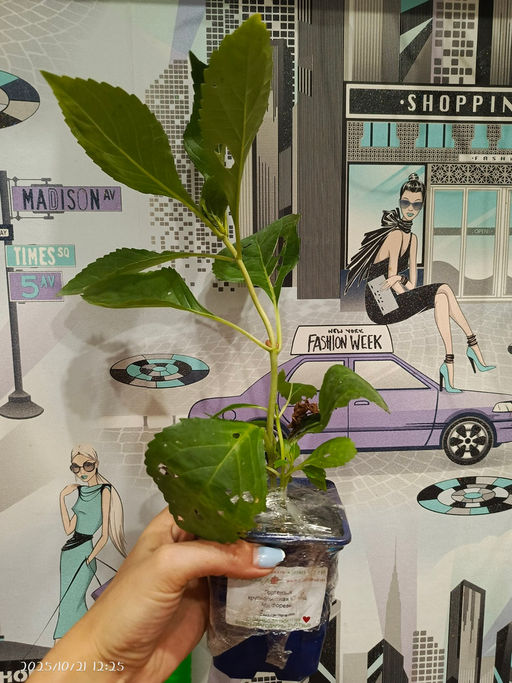 Гортензия крупнолистная Ю энд Ми Форевер