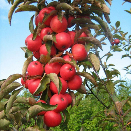 Яблоня колоновидная Стелла - Волжский сад фото 2