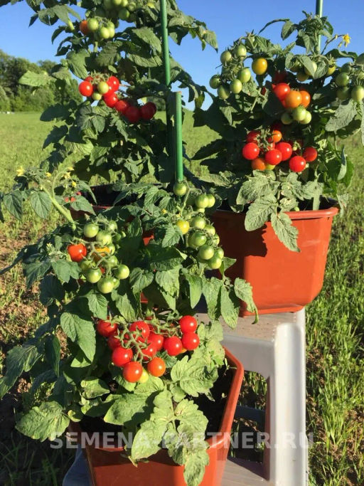 Томат Каменный Цветок F1 - Партнер фото 2