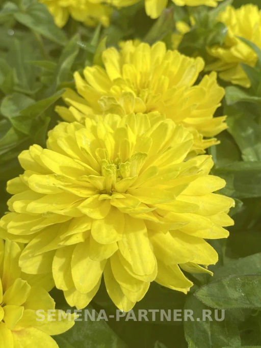 Цинния махровая Барышня-крестьянка Медовая Коврижка - Партнер фото 6