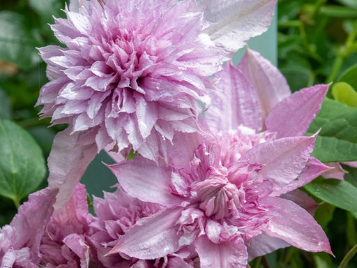 Клематис Мульти Пинк - Долина роз фото 3