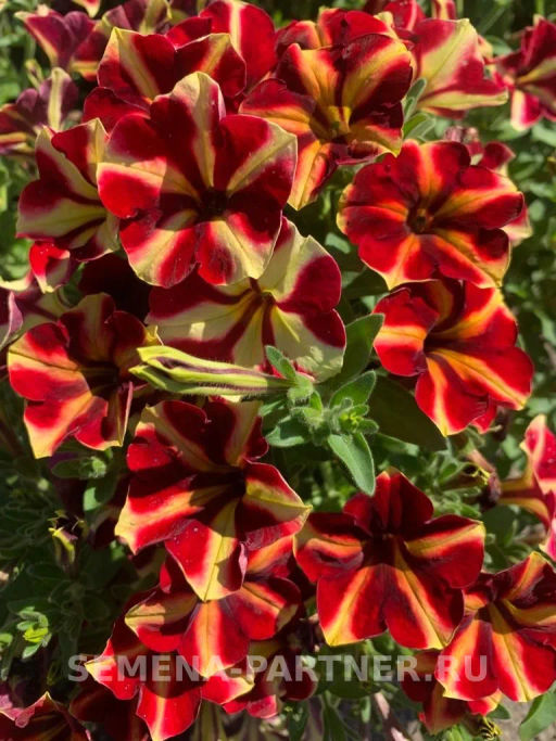 Петуния Мон Амур Камелионе триколор прямостоячая - Партнер фото 7