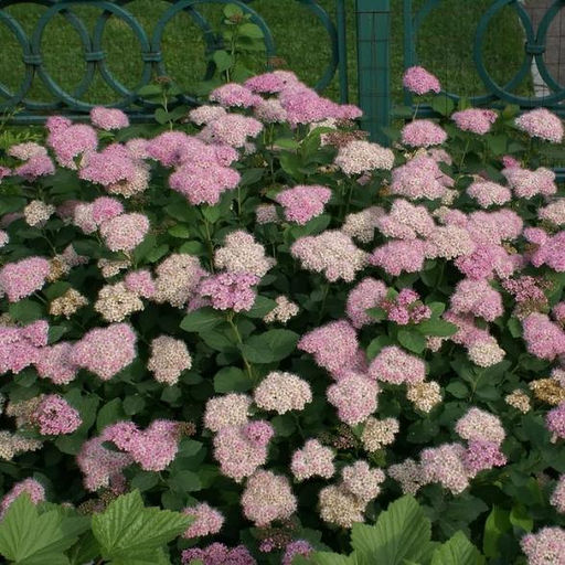 Спирея густоцветковая, 2х летний