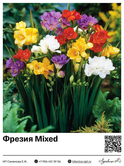 Фрезия Mixed (Махровая)