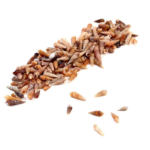 Набор для творчества из мини ракушек (биттиум сетчатый) 200 шт.