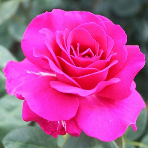 R065 БИГ ПЕРПЛ