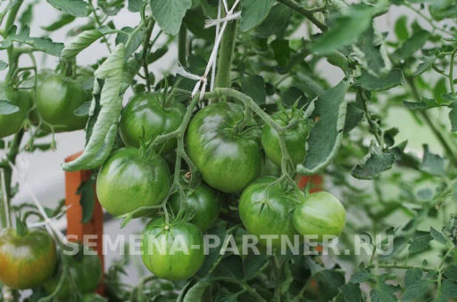 Томат Ниагус - Партнер фото 4