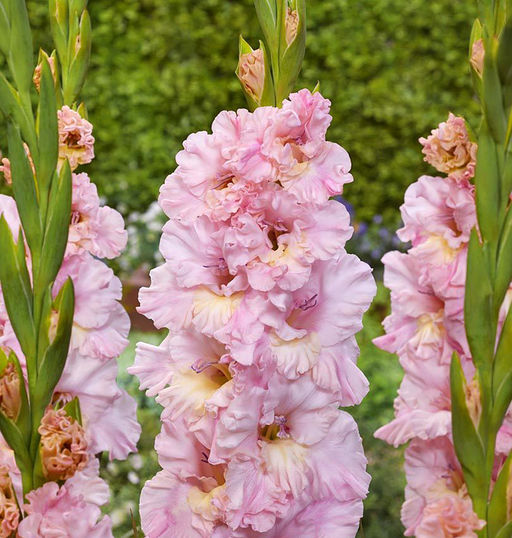 ГЛАДИОЛУС Пинк Лайтнинг Разбор 10/12 Кол-во упак., шт 8