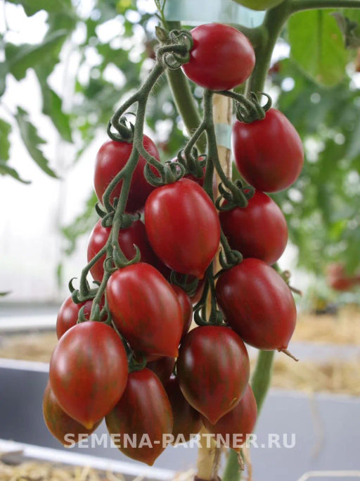 Томат Джессика - Партнер фото 5