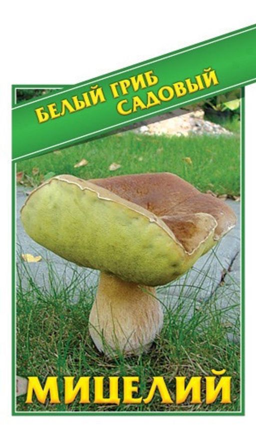 Грибы БЕЛЫЙ ГРИБ САДОВЫЙ
