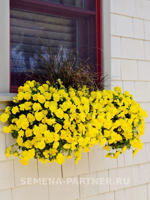 Виола ампельная Кул Вэйв Голден Еллоу - Партнер фото 6