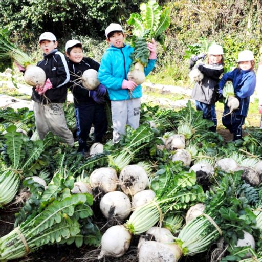 Редис Гигантский Японский Сакурадзима — Sakurajima Radish — 桜 島 大 根