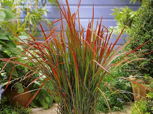 Императа Ред Барон - Долина роз фото 4