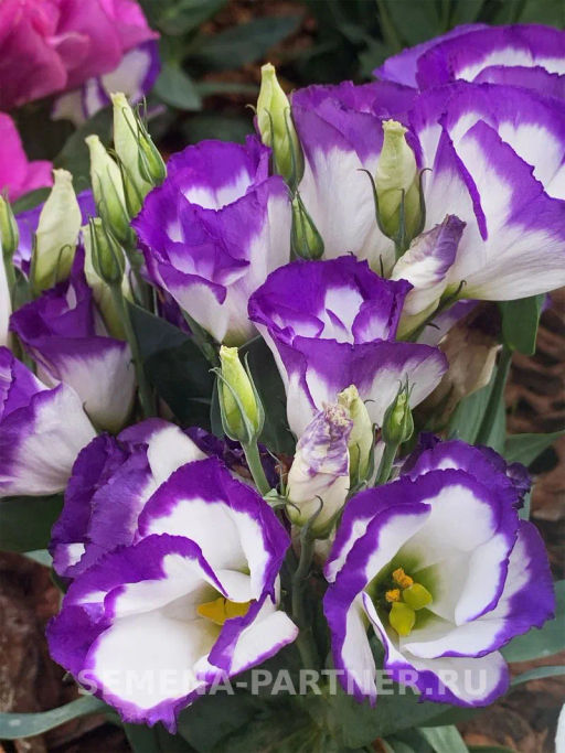 Эустома карликовая бело-фиолетовая с каймой Мисс Нора Барлоу - Партнер фото 7