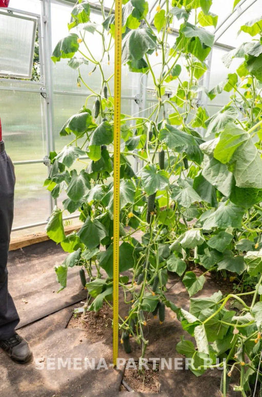 Огурец партенокарпический Гуннар - Партнер фото 2