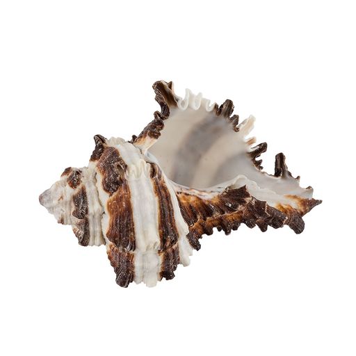 Blumentag / Zlatka DRF-026 Ракушки морские 3 шт. 6.3 см Vasum Cornigerum