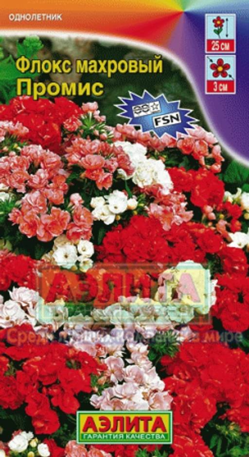 Флокс махровый Промис, смесь сортов