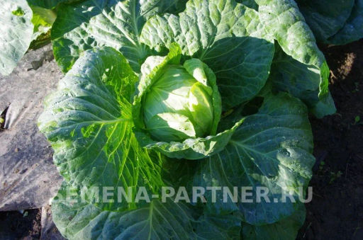 Капуста белокочанная среднепоздняя (для квашения) Фаворит - Партнер фото 3