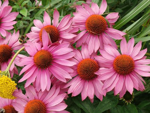 Эхинацея пурпурная - Долина роз фото 3