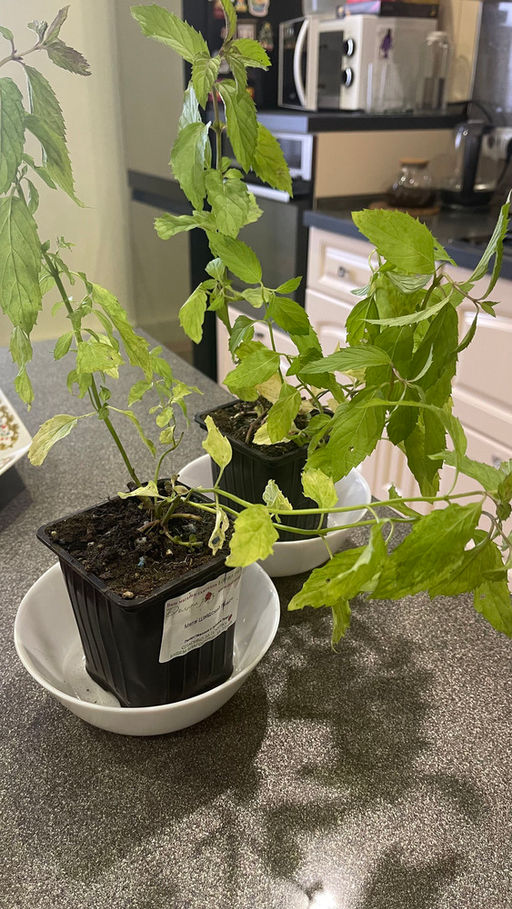 Мята Шведский лимон