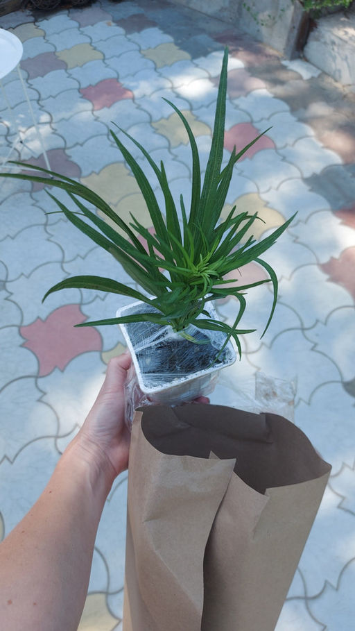 Лиатрис колосковидный белый (Spicata Alba) 10шт