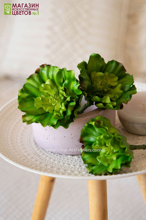 067 Суккулент 7 - Без тм фото 5