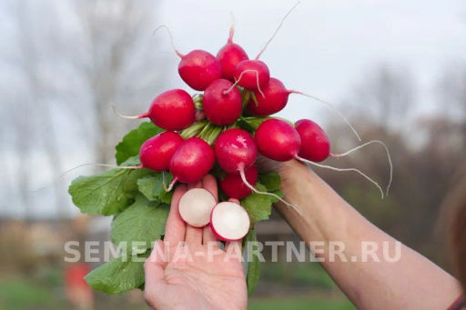 Редис Царевна - Партнер фото 7