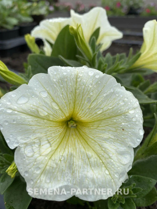 Петуния Лулу Лаймлайт каскадная лимонная - Партнер фото 4