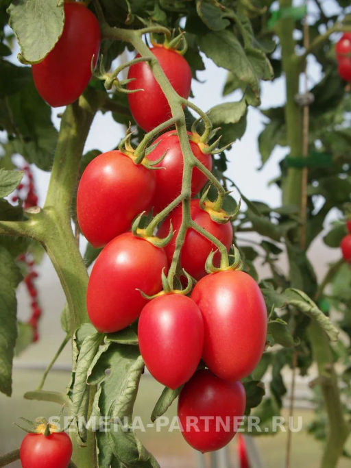 Томат Черри Сокотра - Партнер фото 5
