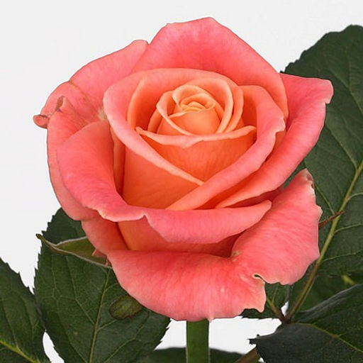 R320 МИСС ПИГГИ