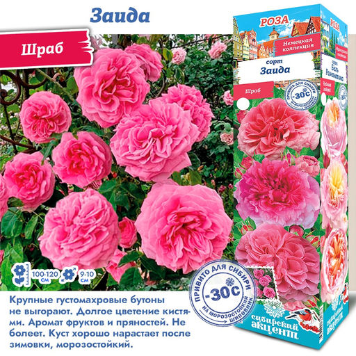 Роза Заида (Шраб) 1шт