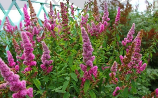 Спирея Билларда С5