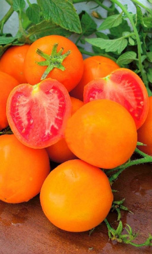 Томат ЗЛАТАВА  Замечательный сорт-сюрприз! Вкус благородный, сладкий и нежный! - Уральский дачник фото 2