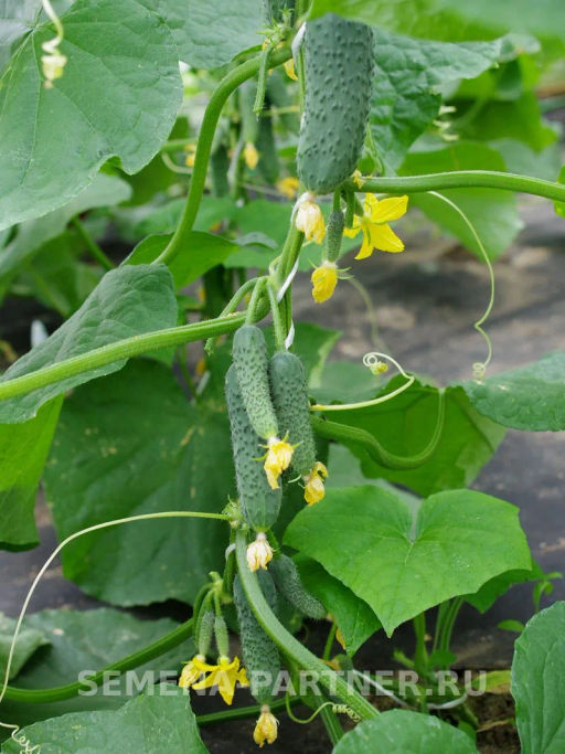 Огурец партенокарпический Шторм - Партнер фото 6