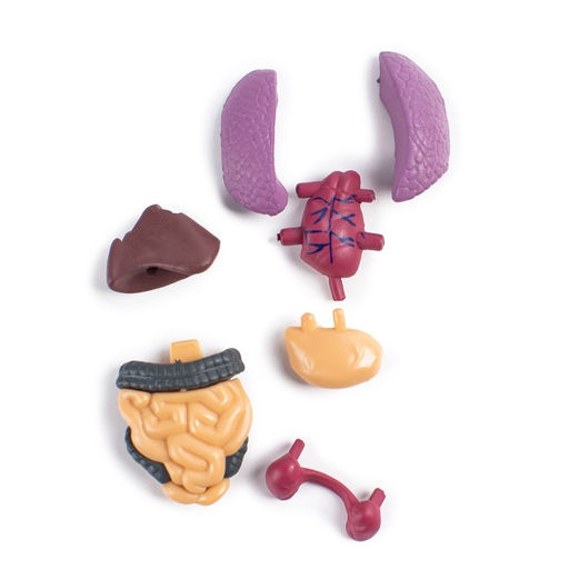 Набор для опытов Строение тела, анатомия человека - Эврики фото 7