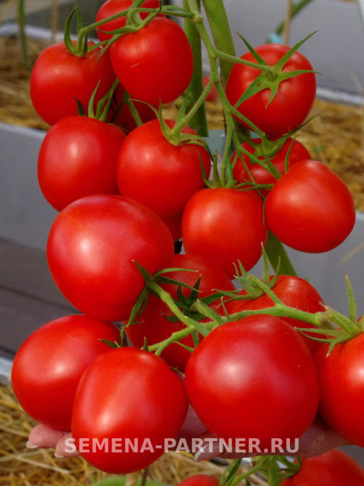 Томат Лолита - Партнер фото 4