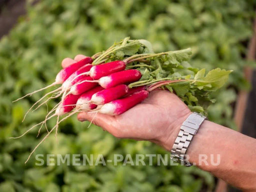 Редис Слава - Партнер фото 4