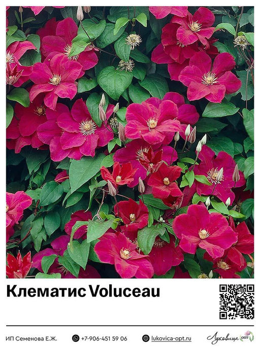 Клематис Voluceau