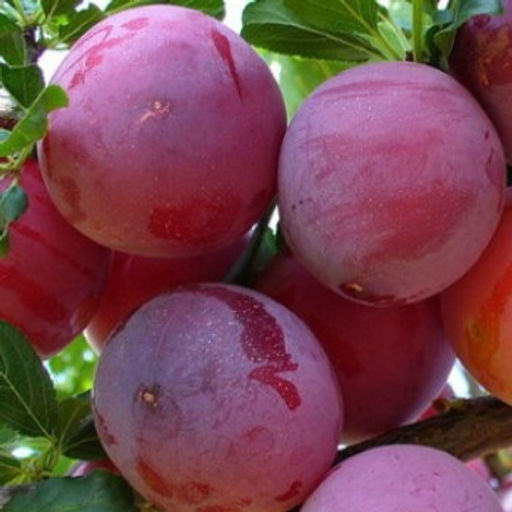 Слива Суперкрасная домашняя (саженец с этикеткой) 1шт