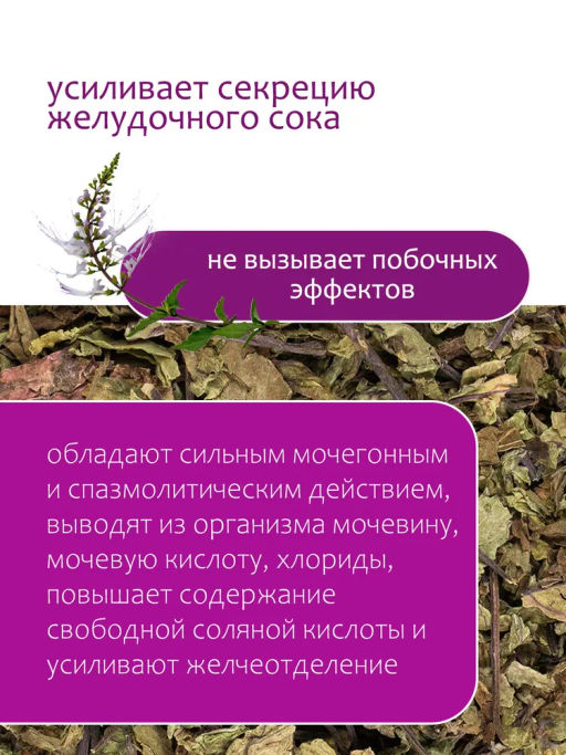Ортосифон (почечный) - Травы горного крыма фото 2